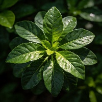王*硕